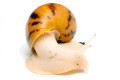 Achatina achatina achatina Ghana albino body juvenil